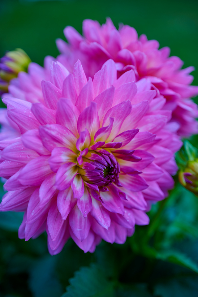 Nikon Z 50mm macro_6w.jpg