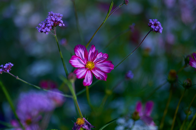 Sony 50mm f1.2_10w.jpg