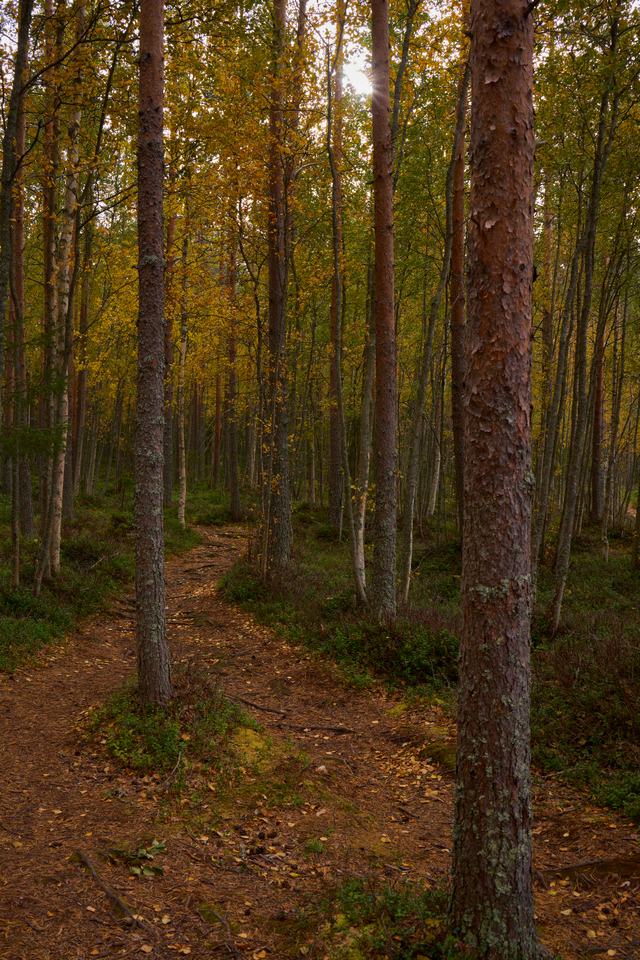 Samyang 35mm f1.8_4w.jpg