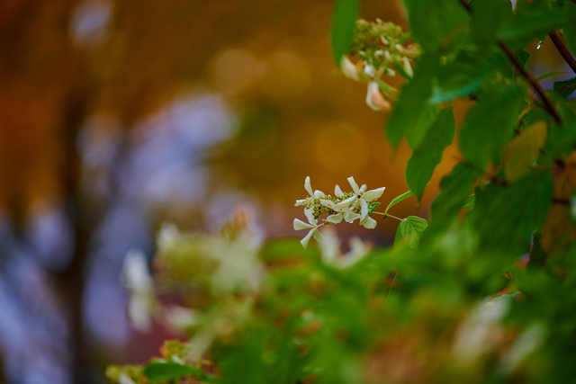 Nikon Z 70-200 f2.8_12w.jpg