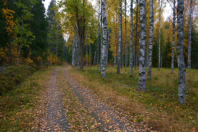 Voigtländer 35mm f1.2_25w.jpg