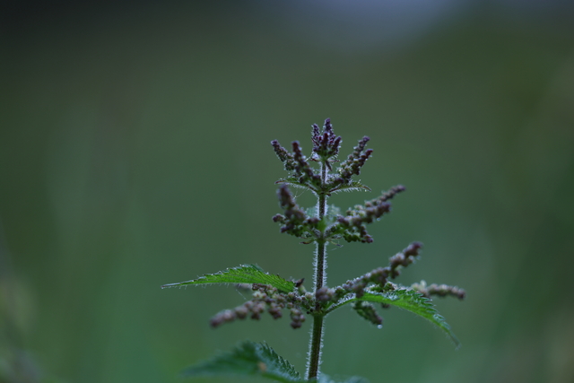 Canon EOS R5_21w.jpg