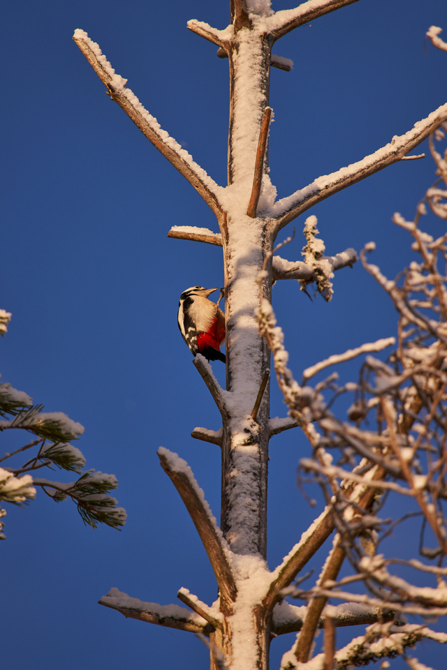 Sigma 60-600mm DN_22w.jpg