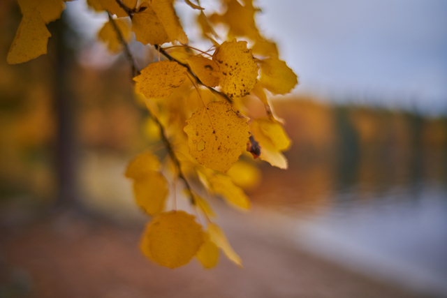 Laowa 35mm f0.95_12w.jpg