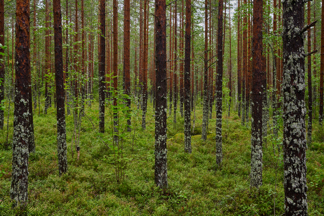 Nikon Z 24-50_2w.jpg