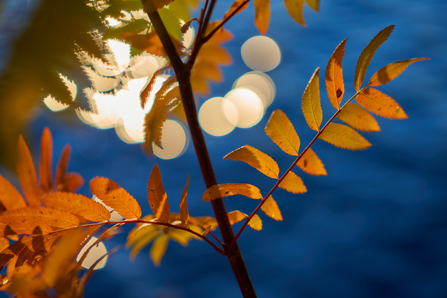 Sigma 90mm f2.8 DN_15w.jpg