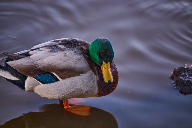 Nikon Z 100_400mm_11w.jpg