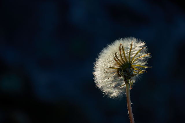 Tamron 150-300_26w.jpg