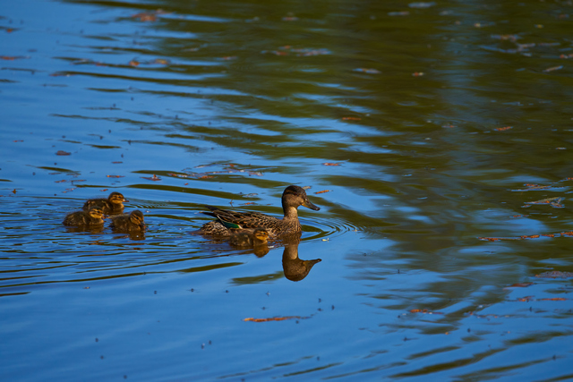 Tamron 150-300_11w.jpg