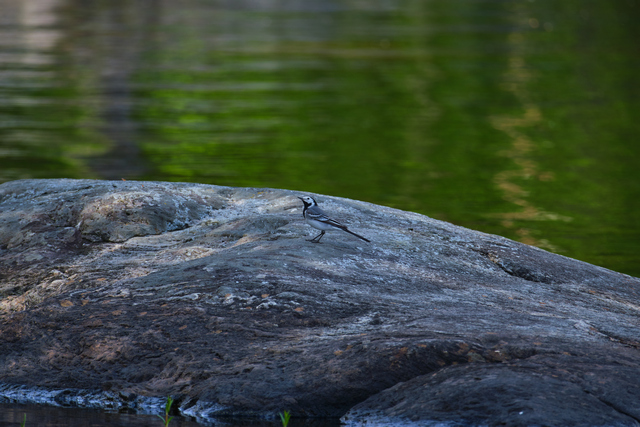 Fujifilm XF 150-600_17w.jpg