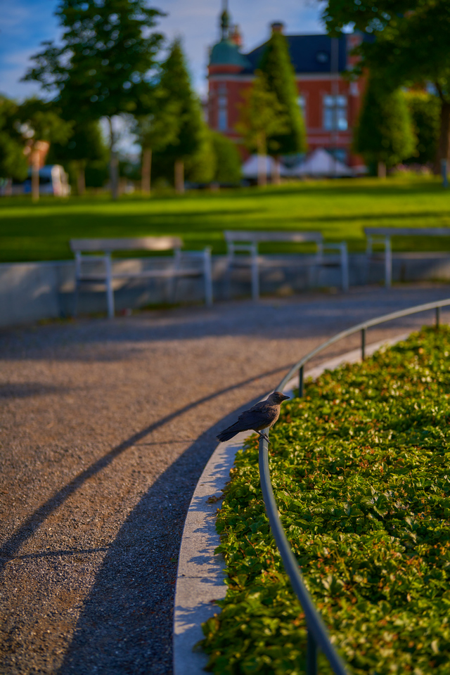 Sony 50mm f1.2_12w.jpg