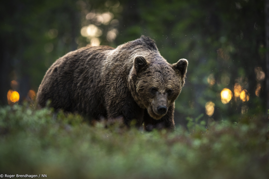 Foto- Roger Brendhagen-5.jpg