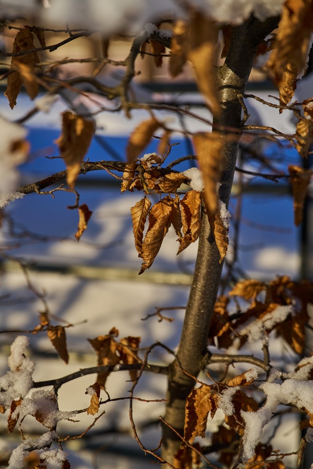 Sony FE 20-70mm f4_5w.jpg