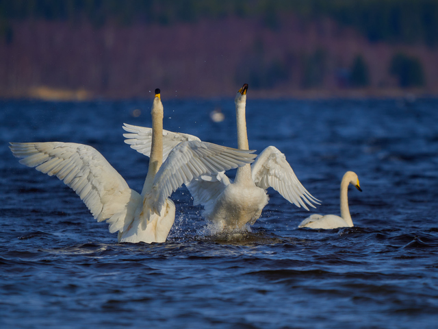 Olympus 150-400mm_14w.jpg