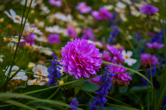 Samyang 35mm f1.8_14w.jpg