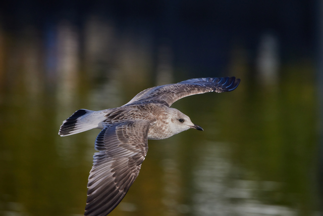 Canon RF 600f11_7w.jpg