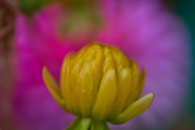 Laowa 100mm macro_2w.jpg