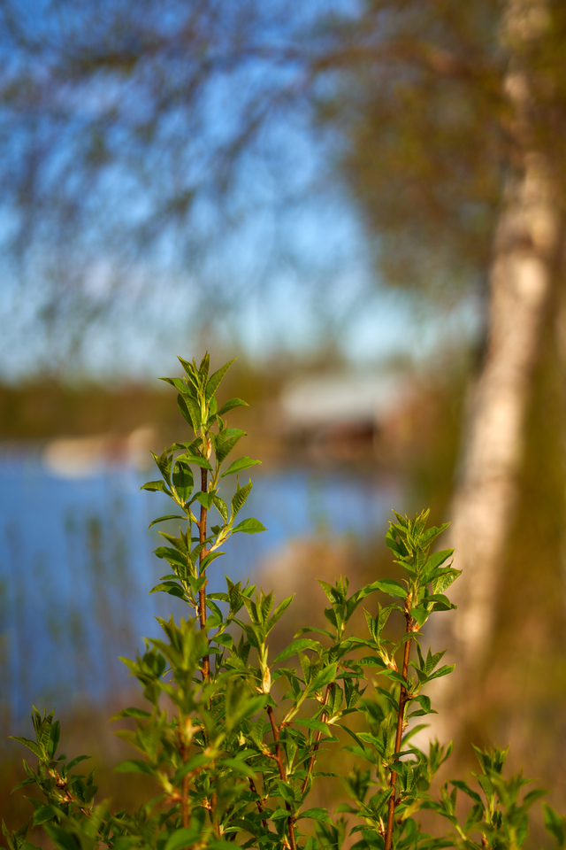 Samyang 75mm f1,8_17w.jpg