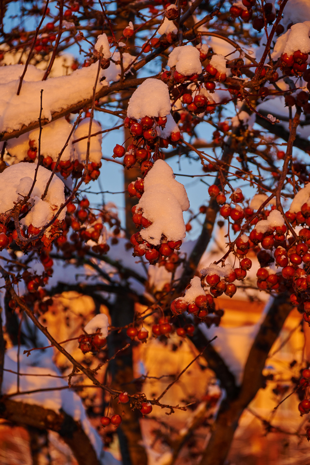 Nikon Z 18-140mm_11w.jpg