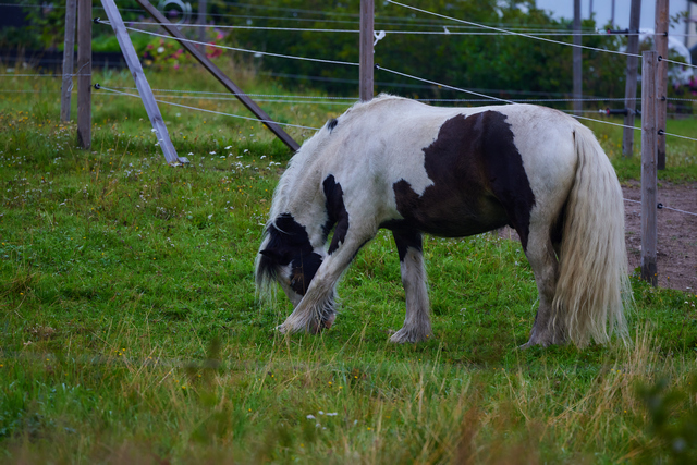 Canon RF 100-500_8w.jpg