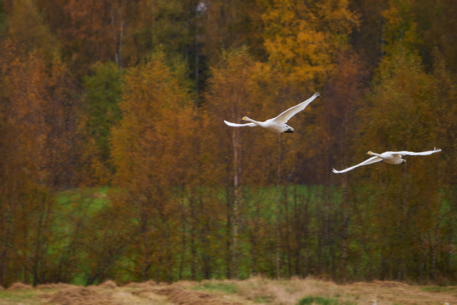 Tamron 50-400mm_17w.jpg