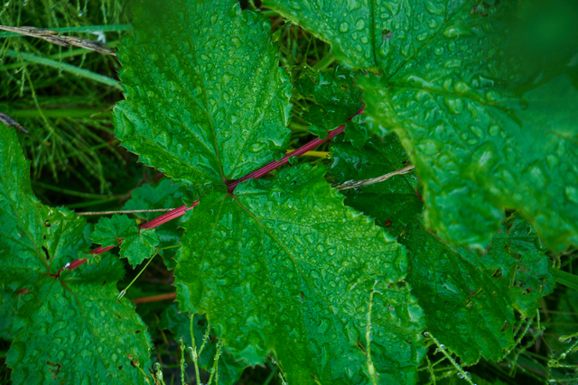 Laowa 24mm PeriProbe_1w.jpg