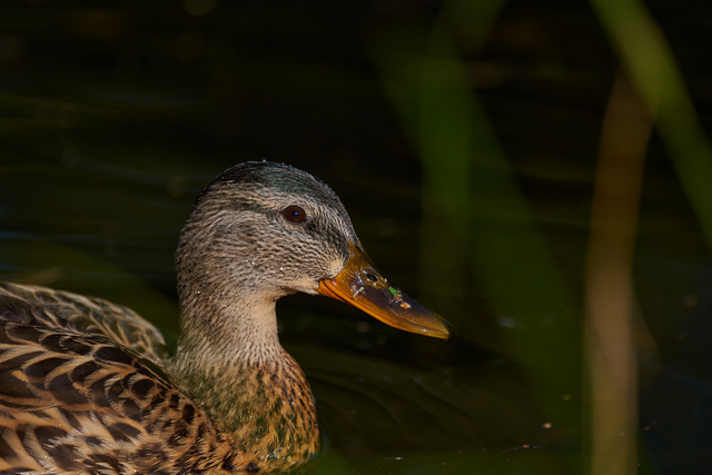 Nikon Z 400mm f4.5_4w.jpg