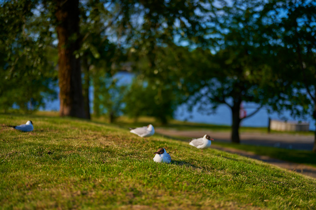 Sony 50mm f1.2_17w.jpg