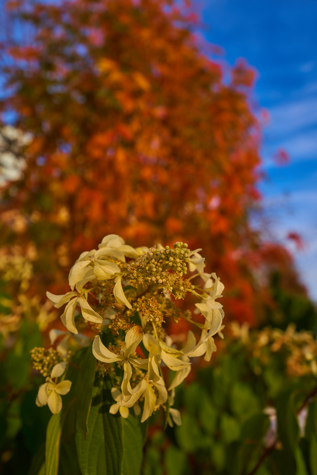 Sony 12-24 f2.8_10w.jpg