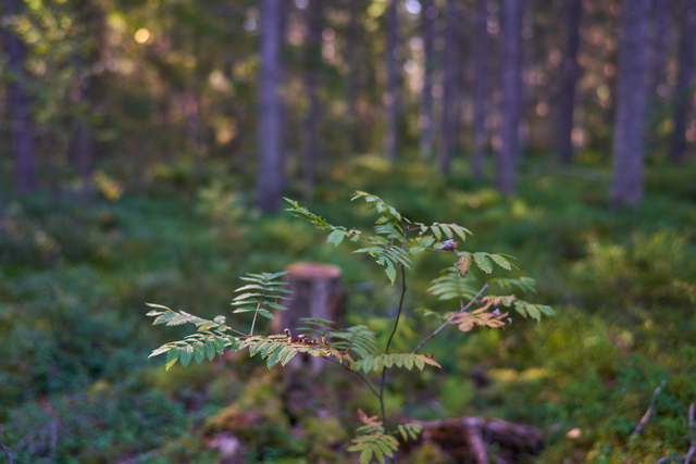 Voigtländer 35mm f1.2_4w.jpg