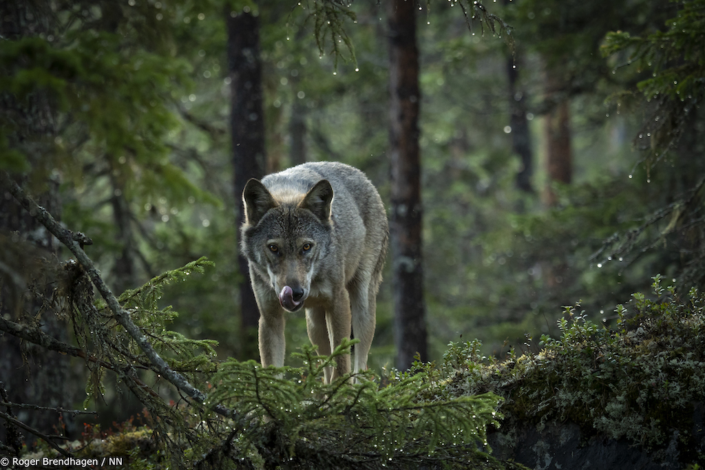 Foto- Roger Brendhagen-14.jpg