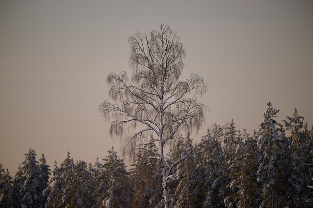 Nikon Z 400mm f2.8 TC_21w.jpg