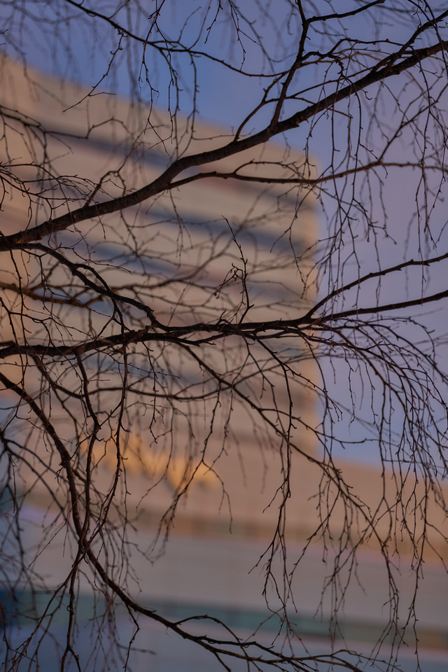 Sigma 105mm macro Sony_10w.jpg