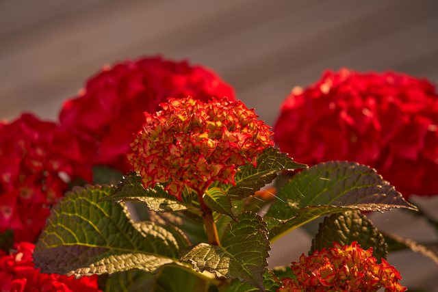 Tamron 28-200 sonyw.jpg