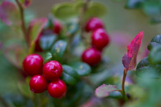 Voigtländer Macro 110mm_9w.jpg