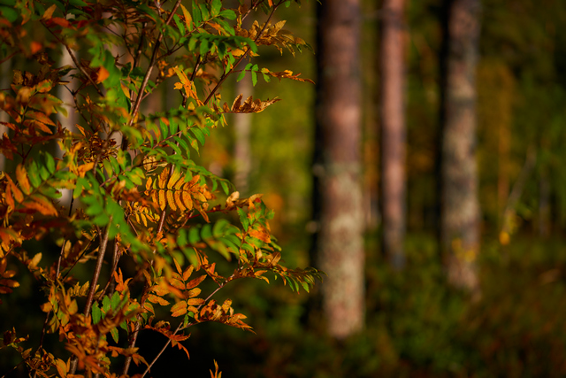 Sigma 90mm f2.8 DN_16w.jpg