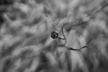 Laowa 35mm f0.95_blogg.jpg