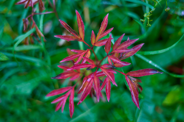 Laowa 35mm f0.95_23w.jpg