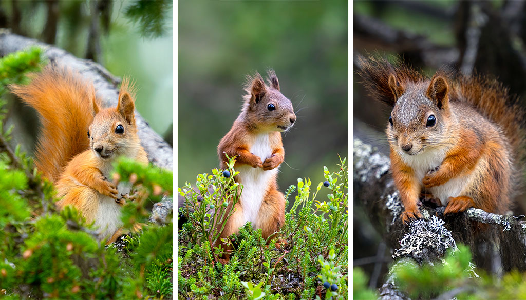ekorre_magnus_winbjörk_blogg kopiera.jpg