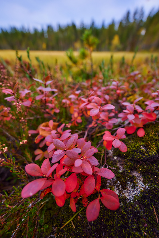 Canon RF 14-35 f4_2w.jpg