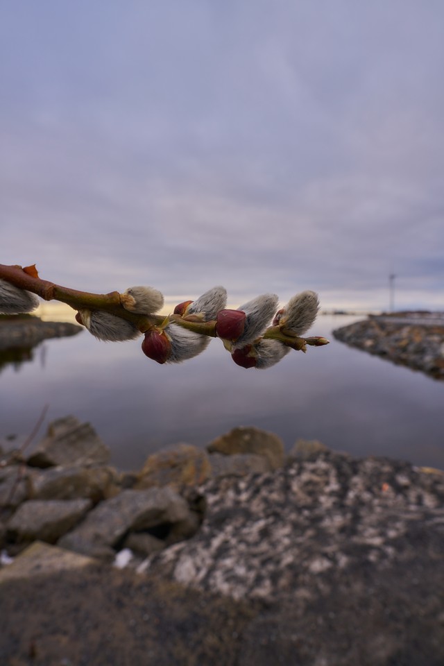 Sigma 17mm f4 so_19w.jpg