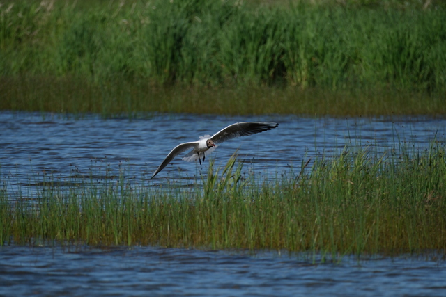 Fujifilm XF 150-600w.jpg