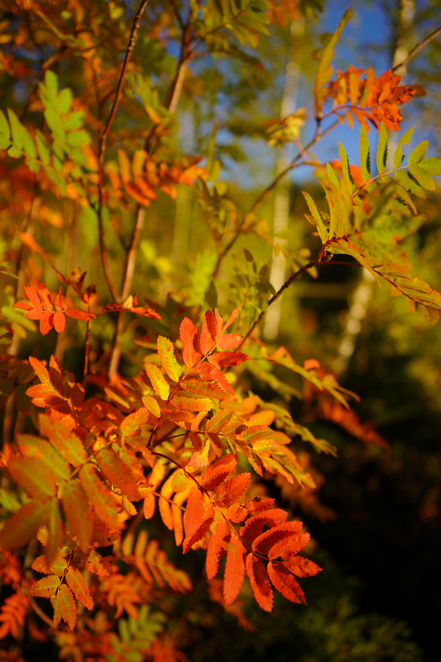 Sigma 24mm f2 DN_30w.jpg