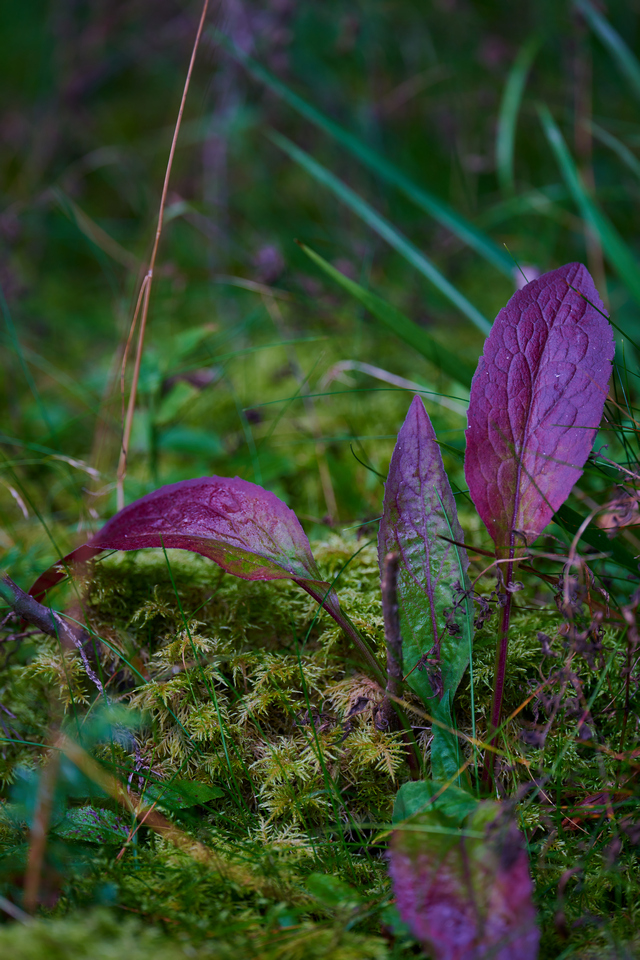 Nikon Z 400mm f4.5_24w.jpg