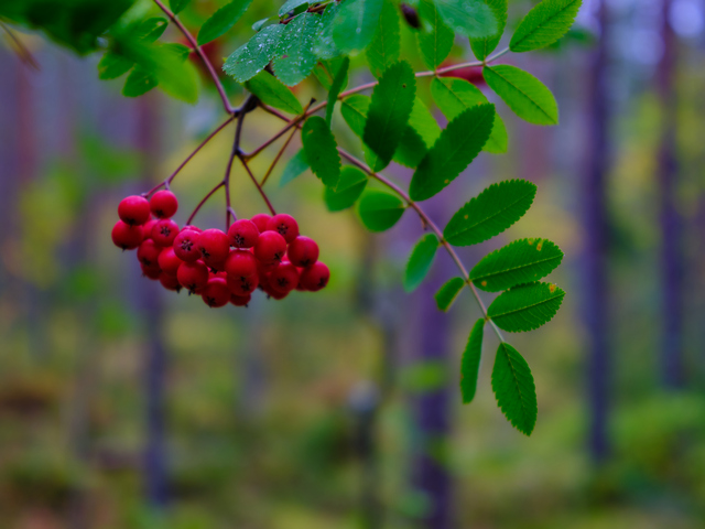 Fujifilm GFX 50s II_10w.jpg