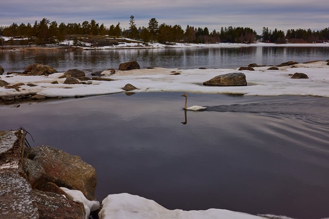 Canon RF 24-50mm_15w.jpg