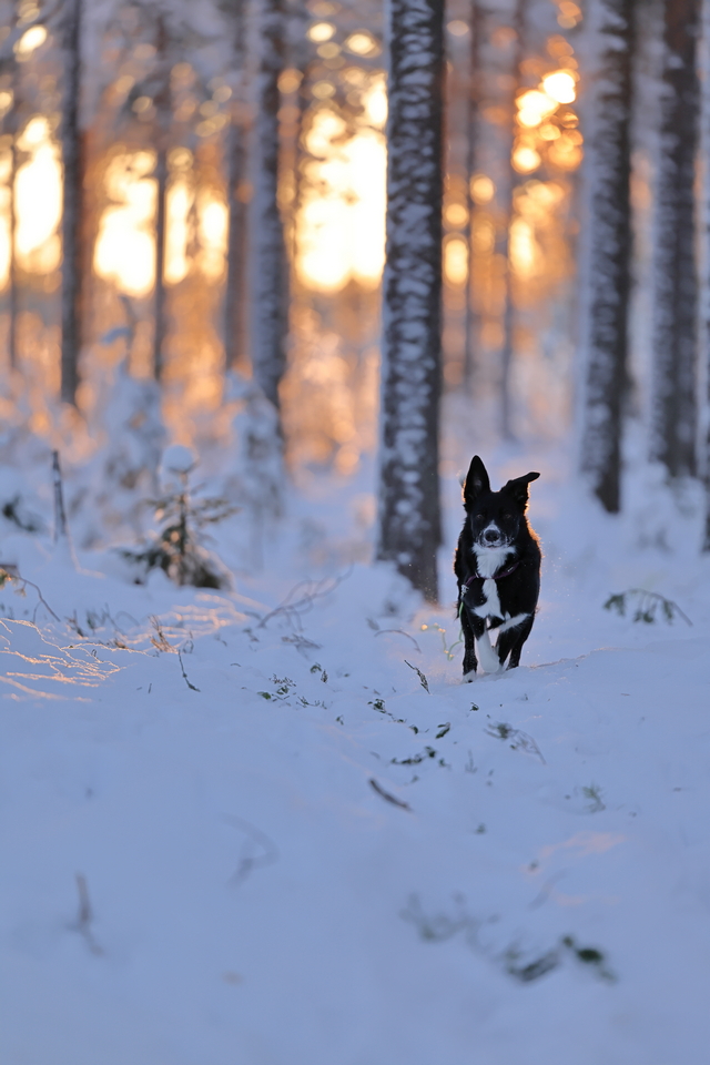 Canon EOS R3_33w.jpg