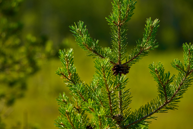 Sigma 150-600 DN_21w.jpg