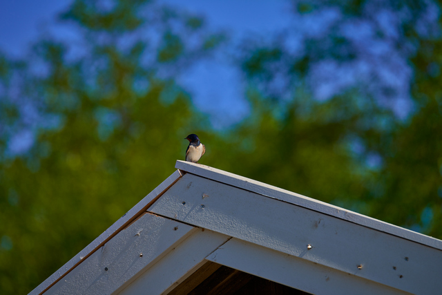 Tamron 150-300_6w.jpg