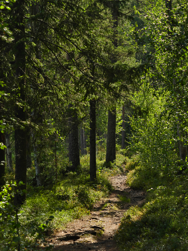 Panasonic GH5 II_4w.jpg